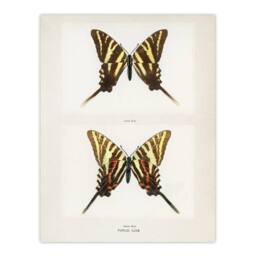"Artery8 Papilio Ajax Butterfly Vintage Artwork Denton Wall Art Poster Print in White - Size: W12"" x H16""" - thumbnail 1