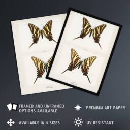"Artery8 Papilio Ajax Butterfly Vintage Artwork Denton Wall Art Poster Print in White - Size: W12"" x H16""" - thumbnail 2