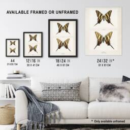 "Artery8 Papilio Ajax Butterfly Vintage Artwork Denton Wall Art Poster Print in White - Size: W12"" x H16""" - thumbnail 3