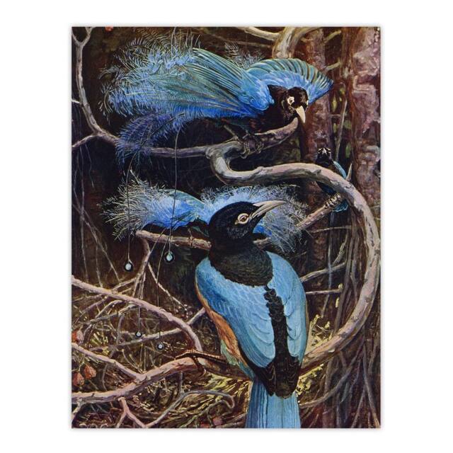 "Artery8 Blue Bird of Paradise Sir Henry Johnston Vintage Wall Art Print Poster in Brown - Size: W12"" x H16""" - image 1