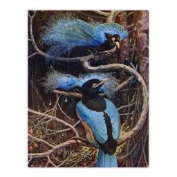 "Artery8 Blue Bird of Paradise Sir Henry Johnston Vintage Wall Art Print Poster in Brown - Size: W12"" x H16""" - thumbnail 1