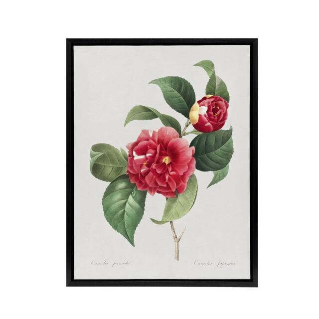 "Artery8 Camelia Floral Illustration Redoute Black Framed Canvas Wall Art in White - Size: W12"" x H16""" - image 1
