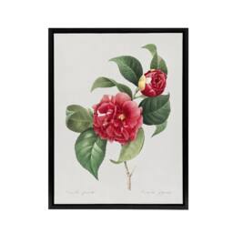 "Artery8 Camelia Floral Illustration Redoute Black Framed Canvas Wall Art in White - Size: W12"" x H16""" - thumbnail 1