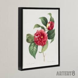 "Artery8 Camelia Floral Illustration Redoute Black Framed Canvas Wall Art in White - Size: W12"" x H16""" - thumbnail 2