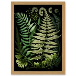 Artery8 Ernst Haeckel Style Fern Fronds Illustration Artwork Framed Wall Art Print A4 in Light Oak - thumbnail 1