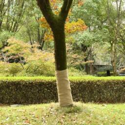Berkfield Home Jute Roll 1x25 m 100% Jute 200 gsm in Tan - thumbnail 2