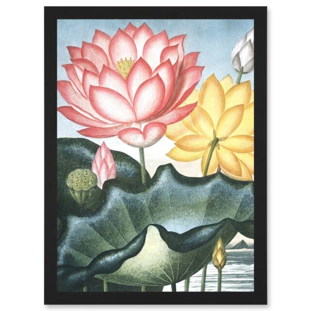 Artery8 Flowers Lotus Sacred Egyptian Bean Artwork Framed Wall Art Print A4 in Black - image 1