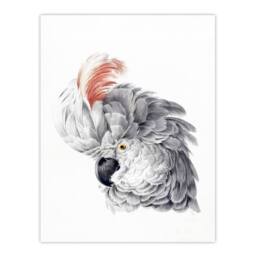 Artery8 Aert Schouman Framed Wall Art Print Cockatoo Parrot Head Watercolour in White - Size: A4 - thumbnail 3