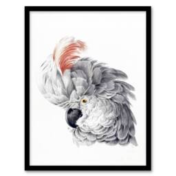 Artery8 Aert Schouman Framed Wall Art Print Cockatoo Parrot Head Watercolour in White - Size: A4 - thumbnail 1