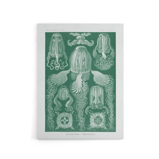 "Artery8 Cubomedusae Jellyfish Species Haeckel Botanical Canvas Wall Art in Green - Size: W18"" x H24""" - image 1