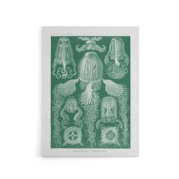 "Artery8 Cubomedusae Jellyfish Species Haeckel Botanical Canvas Wall Art in Green - Size: W18"" x H24""" - thumbnail 1
