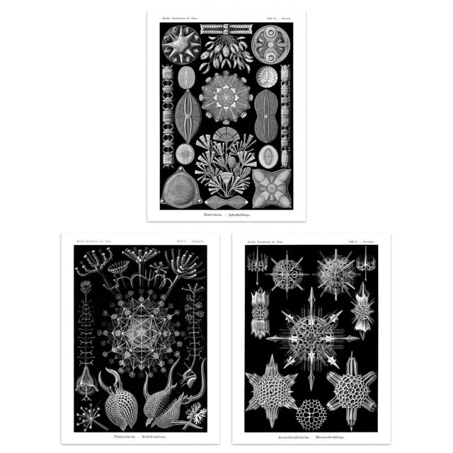 Artery8 Wall Art Print Set of 3 Diatom Microalgae Black & White Haeckel Vintage s Aquatic Marine Fish Study Living Room Poster s Pack - image 1