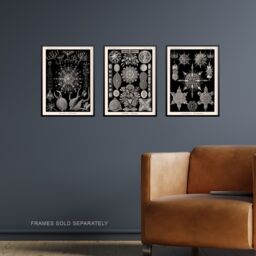 Artery8 Wall Art Print Set of 3 Diatom Microalgae Black & White Haeckel Vintage s Aquatic Marine Fish Study Living Room Poster s Pack - thumbnail 2