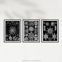 Artery8 Wall Art Print Set of 3 Diatom Microalgae Black & White Haeckel Vintage s Aquatic Marine Fish Study Living Room Poster s Pack - thumbnail 5