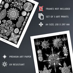 Artery8 Wall Art Print Set of 3 Diatom Microalgae Black & White Haeckel Vintage s Aquatic Marine Fish Study Living Room Poster s Pack - thumbnail 4