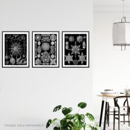 Artery8 Wall Art Print Set of 3 Diatom Microalgae Black & White Haeckel Vintage s Aquatic Marine Fish Study Living Room Poster s Pack - thumbnail 3