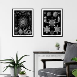 Artery8 Wall Art Print Set of 3 Diatom Microalgae Black & White Haeckel Vintage s Aquatic Marine Fish Study Living Room Poster s Pack - thumbnail 6