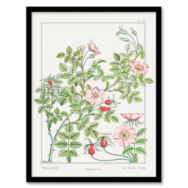 Artery8 Maurice Pillard Verneuil Framed Wall Art Print Wild Rose Flower in White - Size: A4 - image 1
