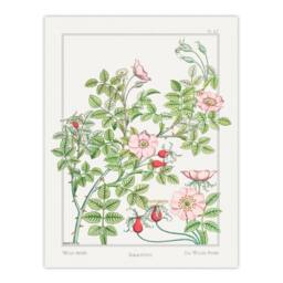 Artery8 Maurice Pillard Verneuil Framed Wall Art Print Wild Rose Flower in White - Size: A4 - thumbnail 3