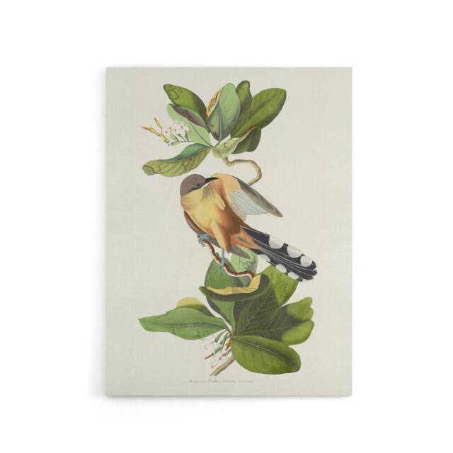 "Artery8 Mangrove Cuckoo Apple Flower Audubon Nature Canvas Wall Art in White - Size: W18"" x H24""" - image 1