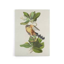 "Artery8 Mangrove Cuckoo Apple Flower Audubon Nature Canvas Wall Art in White - Size: W18"" x H24""" - thumbnail 1