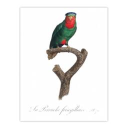 "Artery8 The blue Crowned Lorikeet Parrot Levaillant Wall Art Poster Print in White - Size: W12"" x H16""" - thumbnail 1