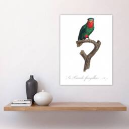 "Artery8 The blue Crowned Lorikeet Parrot Levaillant Wall Art Poster Print in White - Size: W12"" x H16""" - thumbnail 4