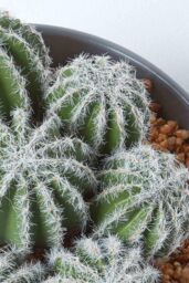Homescapes Artificial Barrel Cactus Arrangement in Round Grey Pot, 17 cm Tall in Green - thumbnail 5