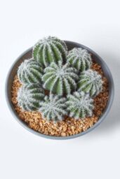 Homescapes Artificial Barrel Cactus Arrangement in Round Grey Pot, 17 cm Tall in Green - thumbnail 3