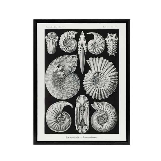 "Artery8 Ammonite Fossil Cephalopods Haeckel Botanical Framed Canvas Wall Art in Black - Size: W12"" x H16""" - image 1