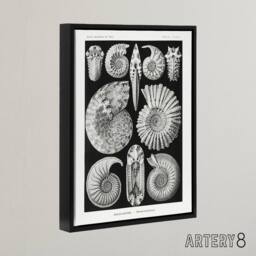 "Artery8 Ammonite Fossil Cephalopods Haeckel Botanical Framed Canvas Wall Art in Black - Size: W12"" x H16""" - thumbnail 2