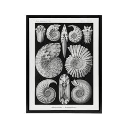 "Artery8 Ammonite Fossil Cephalopods Haeckel Botanical Framed Canvas Wall Art in Black - Size: W12"" x H16""" - thumbnail 1