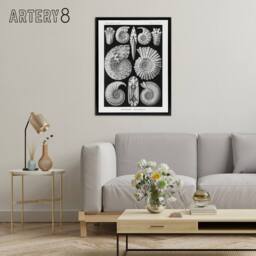 "Artery8 Ammonite Fossil Cephalopods Haeckel Botanical Framed Canvas Wall Art in Black - Size: W12"" x H16""" - thumbnail 3