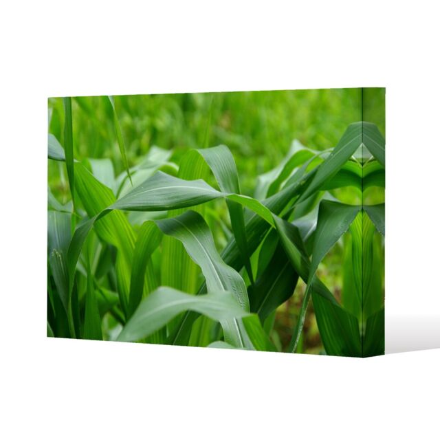 Benjamin Tate Design Green Leaves corn fields as background (Canvas Print) / 114 x 77 x 4cm in Natural - Size: 114 x 77 x 4 cm - image 1