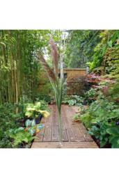 KDMD Blood Grass Pampas Spray 155cm in Brown