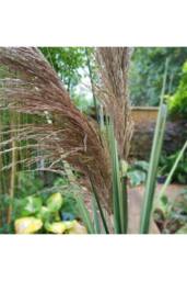 KDMD Blood Grass Pampas Spray 155cm in Brown - thumbnail 6