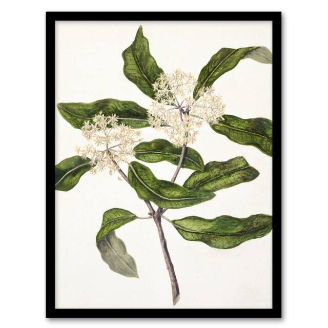 "Artery8 New Zealand Tarata Lemonwood Plant Featon Framed Wall Art Print in Beige - Size: W12"" x H16""" - image 1
