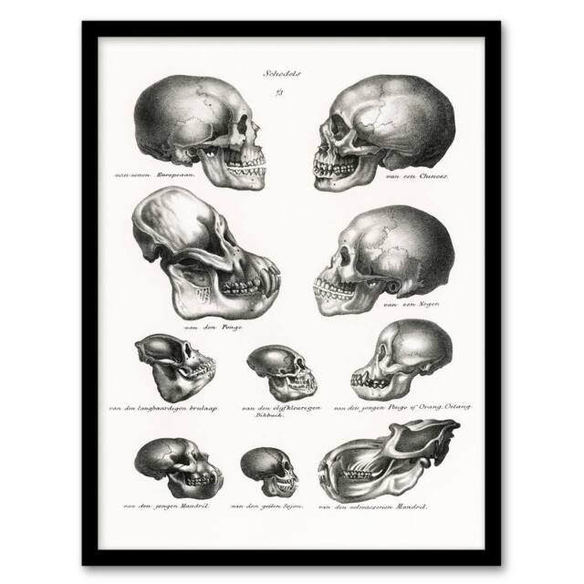 Artery8 Schinz de Visser Framed Wall Art Print Human Monkey & Ape Skulls in White - Size: A4 - image 1
