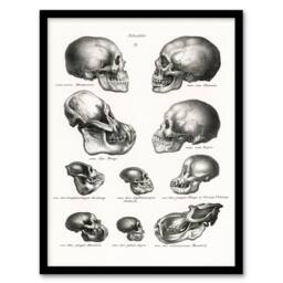 Artery8 Schinz de Visser Framed Wall Art Print Human Monkey & Ape Skulls in White - Size: A4 - thumbnail 1