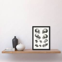 Artery8 Schinz de Visser Framed Wall Art Print Human Monkey & Ape Skulls in White - Size: A4 - thumbnail 2