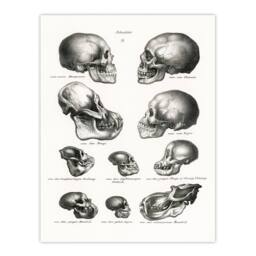 Artery8 Schinz de Visser Framed Wall Art Print Human Monkey & Ape Skulls in White - Size: A4 - thumbnail 3