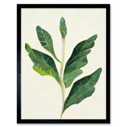 "Artery8 Wall Art Print Detail Of Rubber Fig Plant Botanical Art Framed in Black - Size: W12"" x H16""" - thumbnail 1