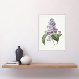 "Artery8 Lilac Floral Illustration Redoute Vintage Wall Art Print Poster in White - Size: W18"" x H24""" - thumbnail 4