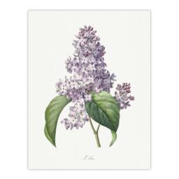 "Artery8 Lilac Floral Illustration Redoute Vintage Wall Art Print Poster in White - Size: W18"" x H24""" - thumbnail 1