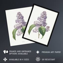 "Artery8 Lilac Floral Illustration Redoute Vintage Wall Art Print Poster in White - Size: W18"" x H24""" - thumbnail 2