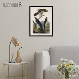 "Artery8 Goshawk & Stanley Hawk Audubon Nature Black Framed Canvas Wall Art in White - Size: W12"" x H16""" - thumbnail 3