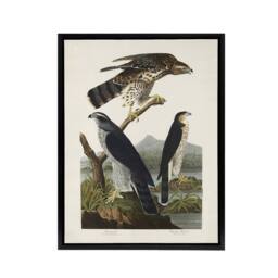 "Artery8 Goshawk & Stanley Hawk Audubon Nature Black Framed Canvas Wall Art in White - Size: W12"" x H16""" - thumbnail 1