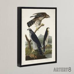 "Artery8 Goshawk & Stanley Hawk Audubon Nature Black Framed Canvas Wall Art in White - Size: W12"" x H16""" - thumbnail 2