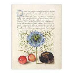 "Artery8 Love in a Mist & Cherries Calligraphy Wall Art Poster Print in White - Size: W12"" x H16""" - thumbnail 1