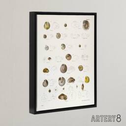 "Artery8 James De Kay Seashells Study Illustration Framed Canvas Wall Art Print in White - Size: W12"" x H16""" - thumbnail 2